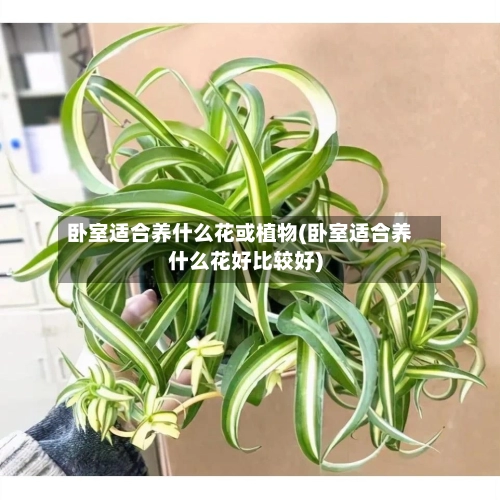 卧室适合养什么花或植物(卧室适合养什么花好比较好)-第2张图片