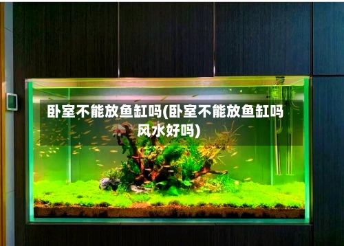 卧室不能放鱼缸吗(卧室不能放鱼缸吗风水好吗)-第3张图片