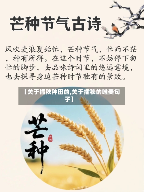 【关于插秧种田的,关于插秧的唯美句子】-第1张图片