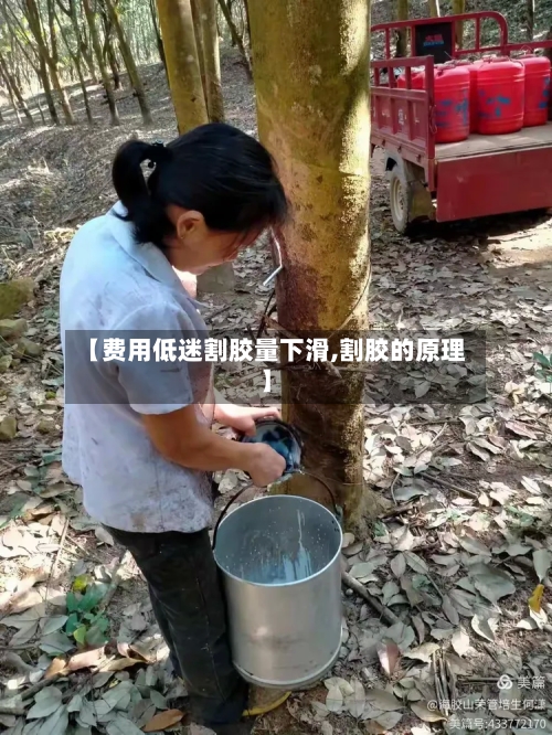 【费用低迷割胶量下滑,割胶的原理】
