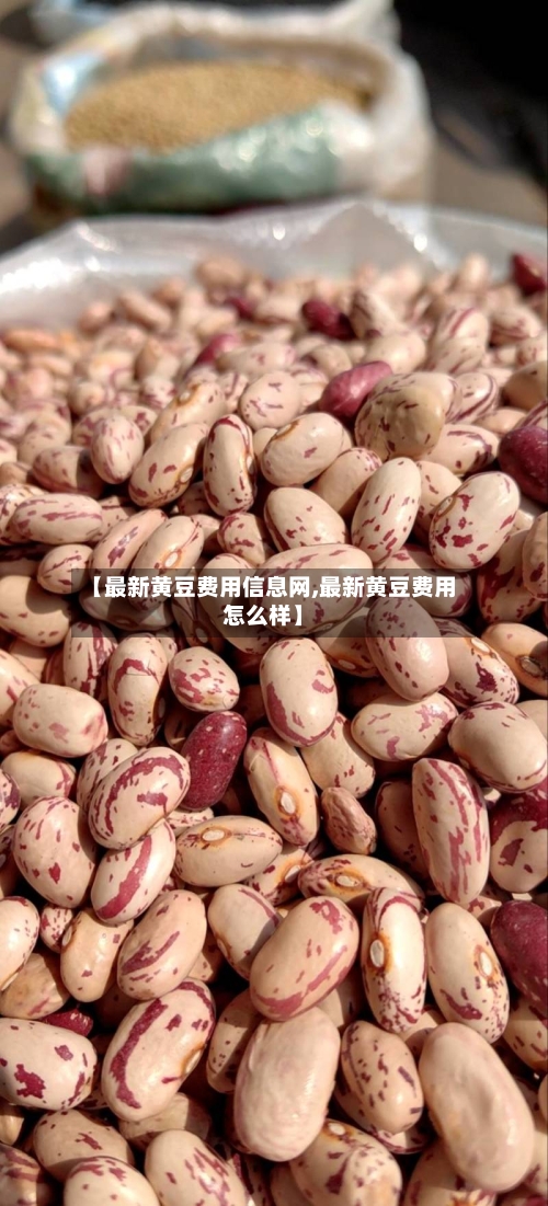 【最新黄豆费用信息网,最新黄豆费用怎么样】