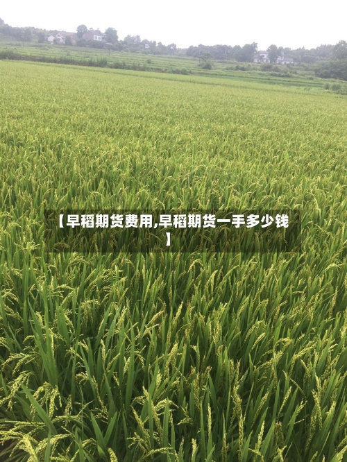 【早稻期货费用,早稻期货一手多少钱】-第1张图片