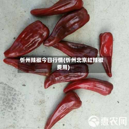 忻州辣椒今日行情(忻州北京红辣椒费用)-第1张图片