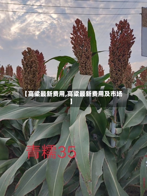 【高梁最新费用,高粱最新费用及市场】-第1张图片